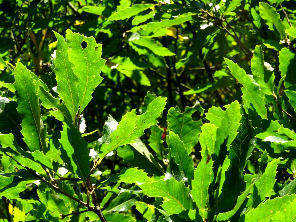 Chêne à feuille de chataîgnier, Quercus castaneifolia, Fag… 