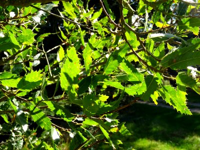 Chêne du Liban, Quercus libani, Fagacées, Arboretum de Chè… 