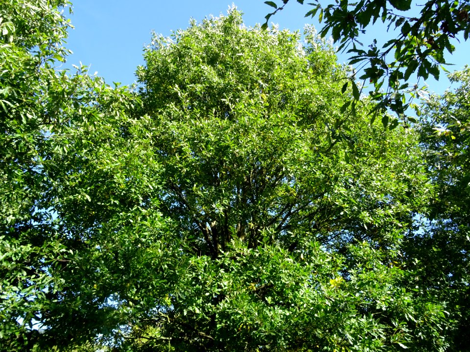 Chêne à feuille de chataîgnier, Quercus castaneifolia, Fag… 