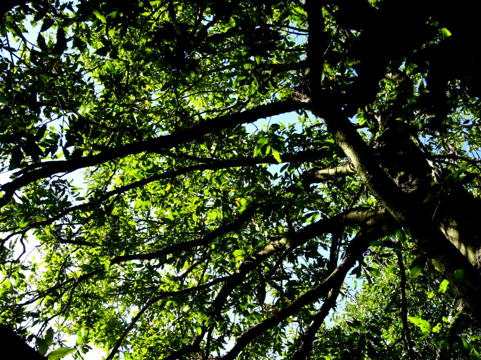 Chêne du Liban, Quercus libani, Fagacées, Arboretum de Chè… 