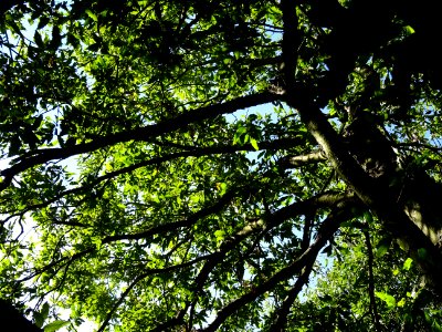 Chêne du Liban, Quercus libani, Fagacées, Arboretum de Chè… 