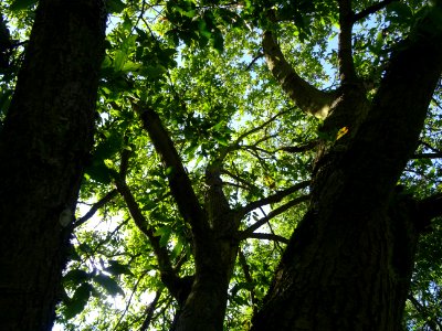 Troncs, branches et feuilles de Chêne du Liban, Quercus li… 