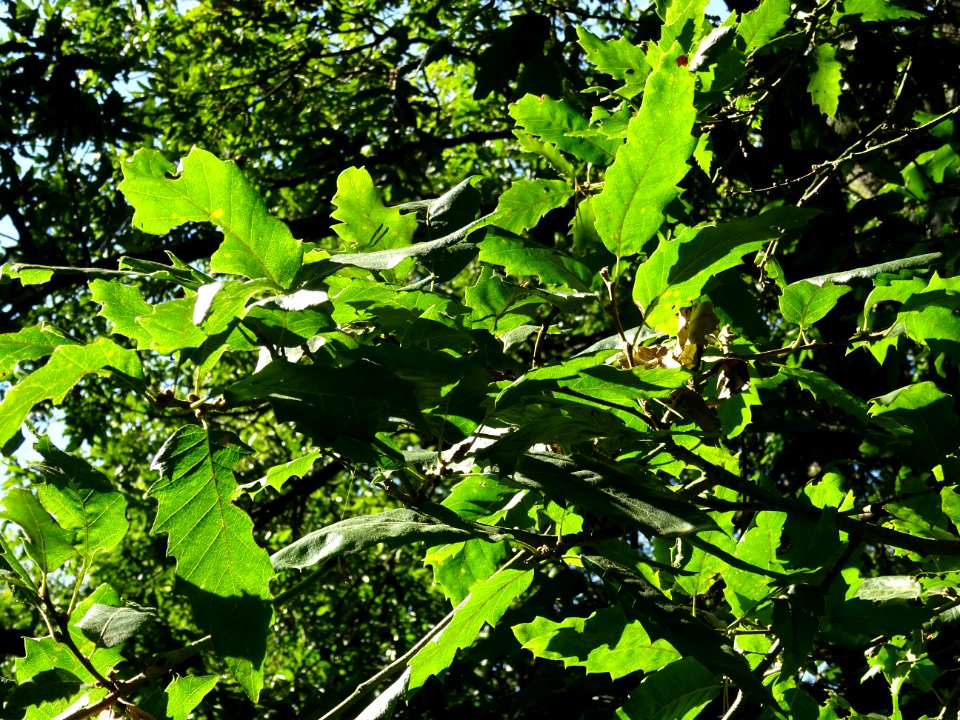 Chêne du Liban, Quercus libani, Fagacées, Arboretum de Chè… 