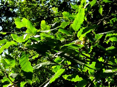 Chêne du Liban, Quercus libani, Fagacées, Arboretum de Chè… 