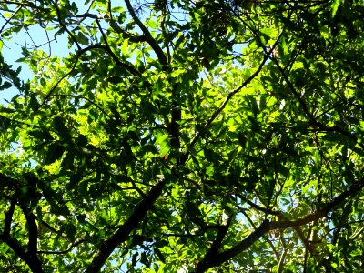 Chêne du Liban, Quercus libani, Fagacées, Arboretum de Chè… 