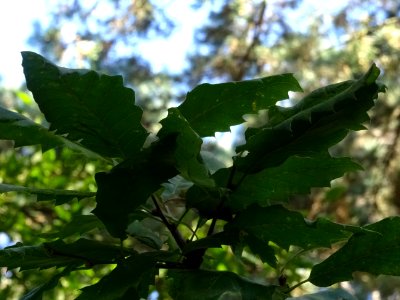 Chêne du Liban, Quercus libani, Fagacées, Arboretum de Chè… 
