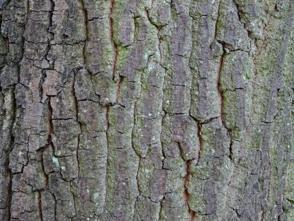 Ecorce du Chêne du Liban, Quercus libani, Fagacées, Arbore… 