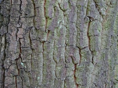 Ecorce du Chêne du Liban, Quercus libani, Fagacées, Arbore… 