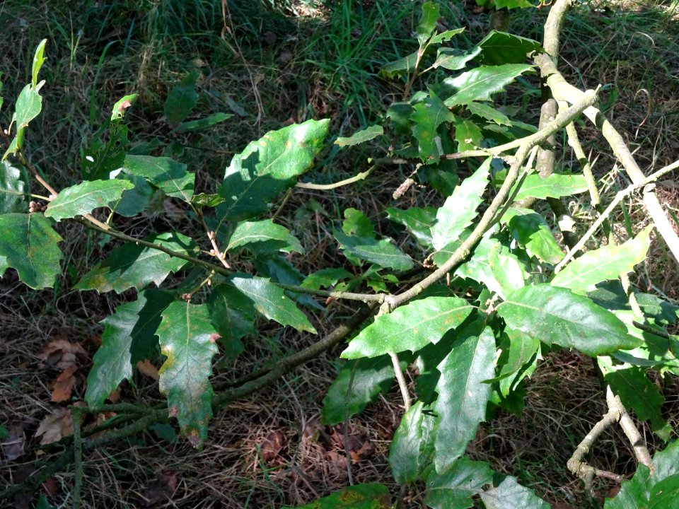 Chêne du Liban, Quercus libani, Fagacées, Arboretum de Chè… 