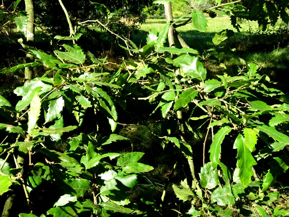 Chêne du Liban, Quercus libani, Fagacées, Arboretum de Chè… 