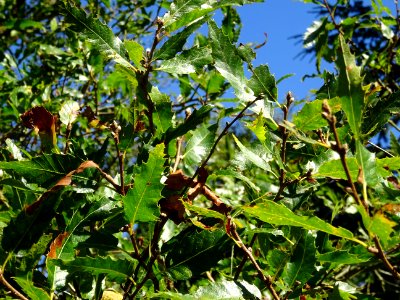 Chêne du Liban, Quercus libani, Fagacées, Arboretum de Chè… 