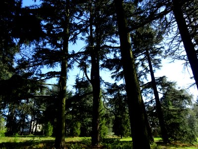 Cèdre de l'Himalaya ou Cèdre sacré, Cedrus deodara, Pinacé… 