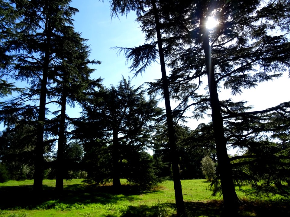 Cèdre de l'Himalaya ou Cèdre sacré, Cedrus deodara, Pinacé… 
