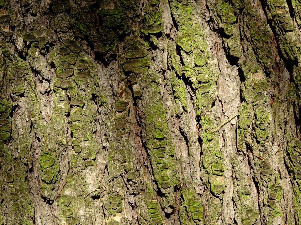 Ecorce du Cèdre de l'Himalaya ou Cèdre sacré, Cedrus deoda… 