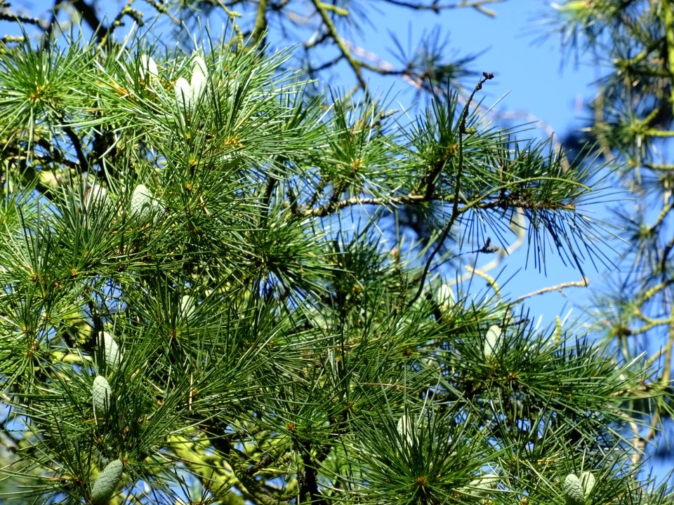Cônes mâles du Cèdre de l'Himalaya ou Cèdre sacré, Cedrus … 