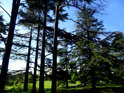 Cèdre de l'Himalaya ou Cèdre sacré, Cedrus deodara, Pinacé… 