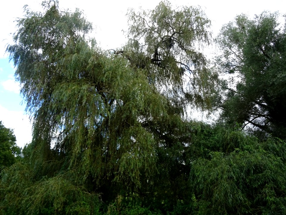 Saule pleureur, Salix babylonica, Salicacées, Arboretum de… 
