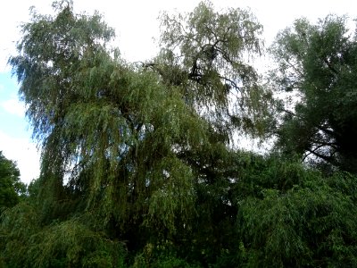Saule pleureur, Salix babylonica, Salicacées, Arboretum de… 