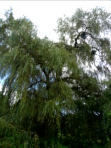 Saule pleureur, Salix babylonica, Salicacées, Arboretum de… 