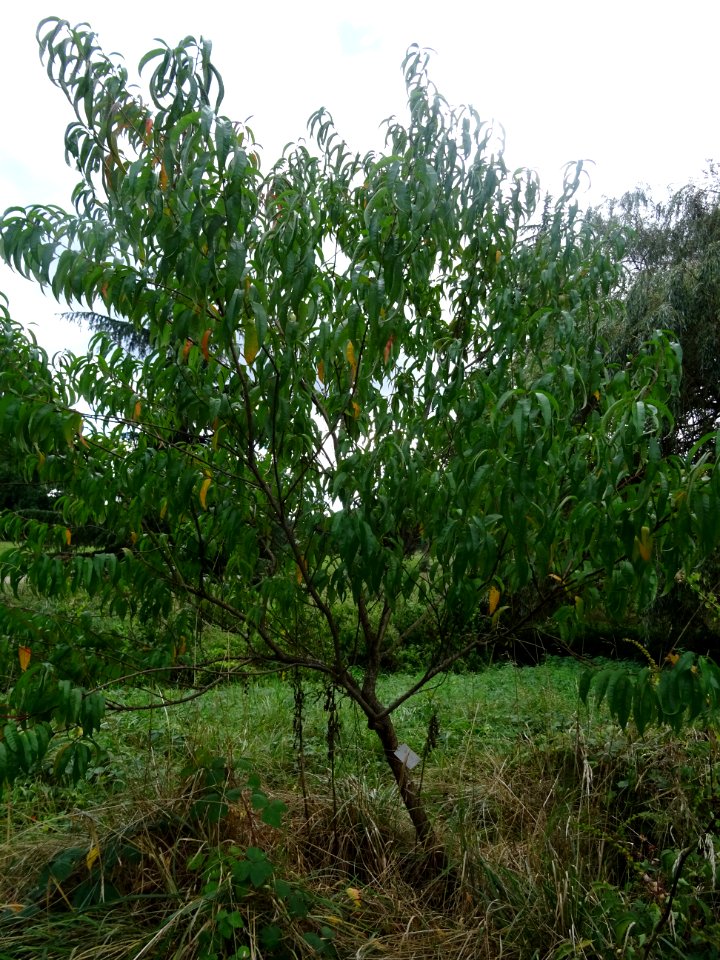 Pêcher, Prunus persica, Rosacées, Arboretum de Chèvreloup 