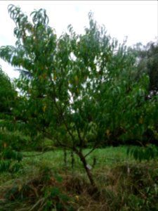 Pêcher, Prunus persica, Rosacées, Arboretum de Chèvreloup 