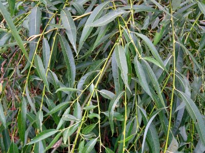 Saule pleureur, Salix babylonica, Salicacées, Arboretum de… 