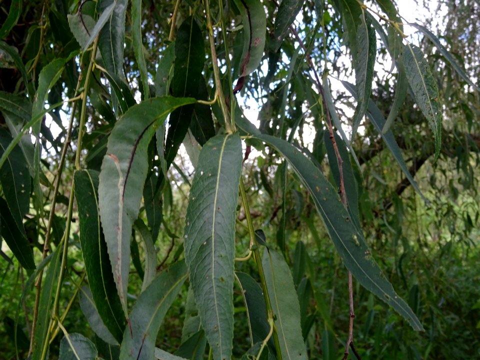 Saule pleureur, Salix babylonica, Salicacées, Arboretum de… 