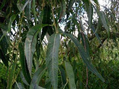 Saule pleureur, Salix babylonica, Salicacées, Arboretum de… 