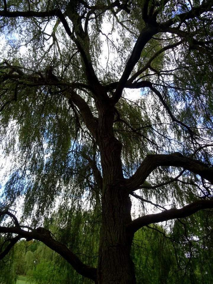 Tronc et branches du Saule pleureur, Salix babylonica, Sal… 