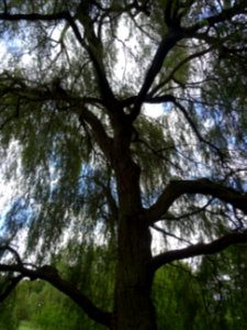 Tronc et branches du Saule pleureur, Salix babylonica, Sal… 