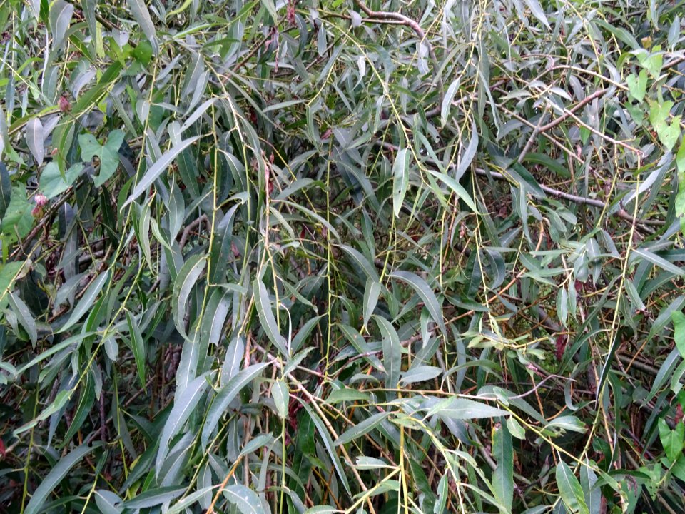 Saule pleureur, Salix babylonica, Salicacées, Arboretum de… 