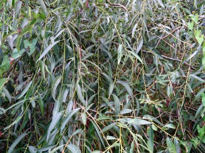 Saule pleureur, Salix babylonica, Salicacées, Arboretum de… 