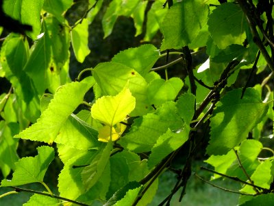 Mûrier multicaule, Morus downing ou Morus multicaulis, Mor… 