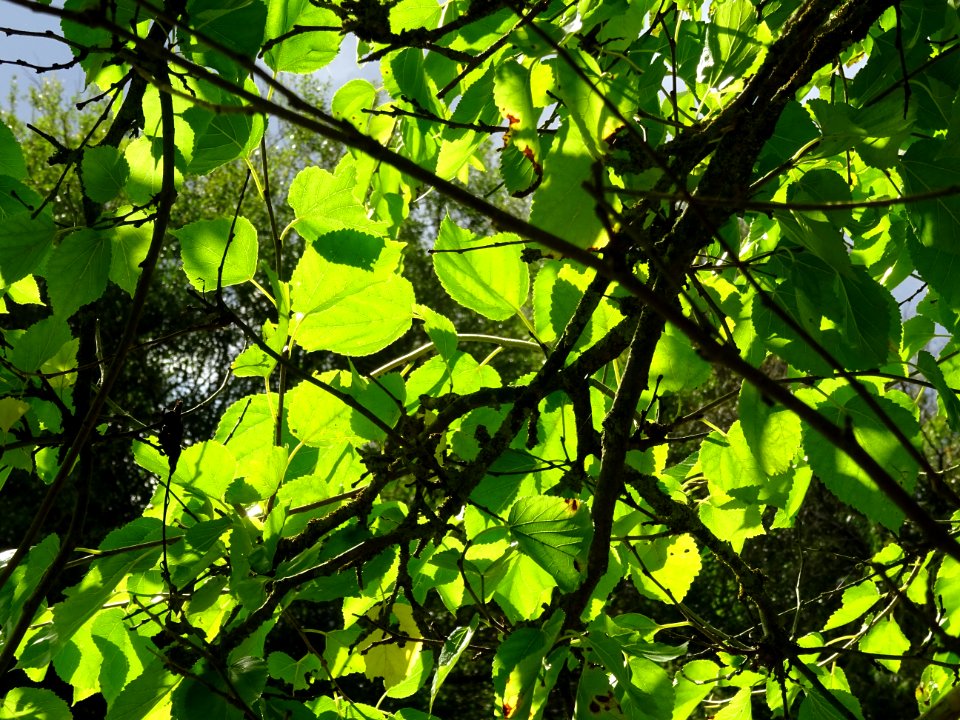 Mûrier multicaule, Morus downing ou Morus multicaulis, Mor… 
