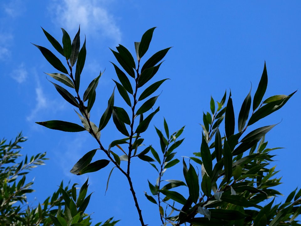 Saule blanc royal, Salix alba sericea, Salicacées, Arboret… 
