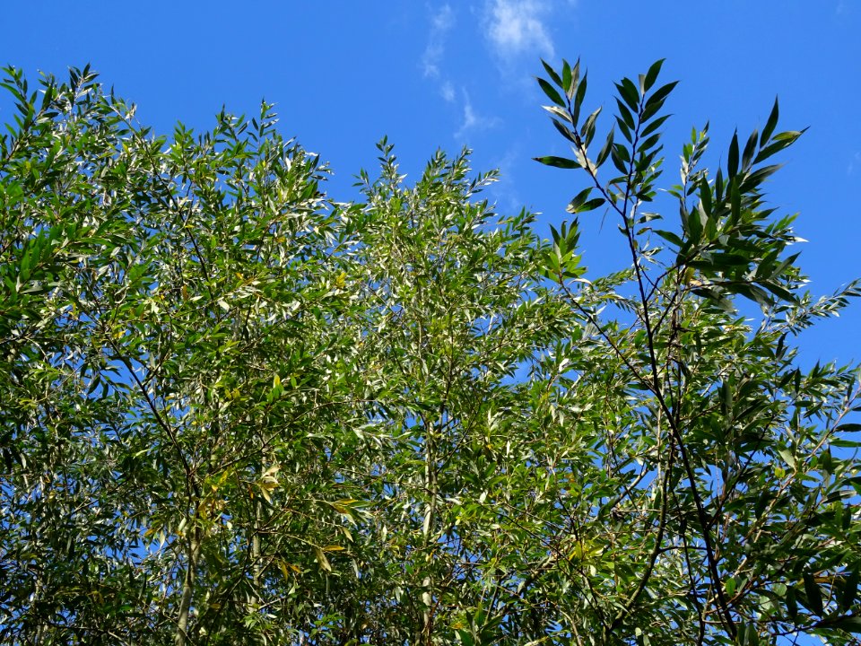 Saule blanc royal, Salix alba sericea, Salicacées, Arboret… 