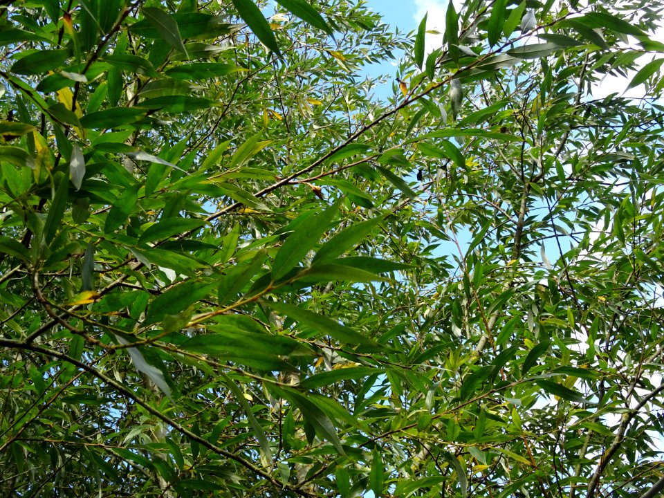 Saule blanc royal, Salix alba sericea, Salicacées, Arboret… 