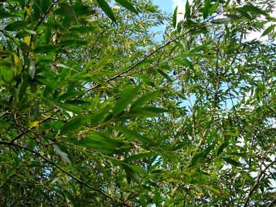 Saule blanc royal, Salix alba sericea, Salicacées, Arboret… 