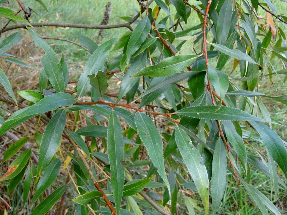 Saule blanc royal, Salix alba sericea, Salicacées, Arboret… 