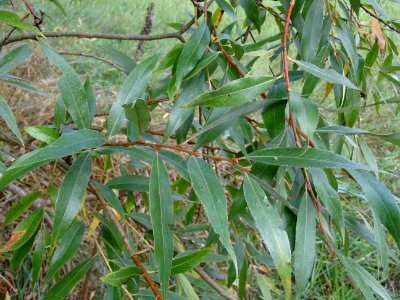 Saule blanc royal, Salix alba sericea, Salicacées, Arboret… 