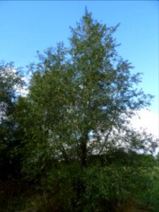 Saule blanc royal, Salix alba sericea, Salicacées, Arboret… 