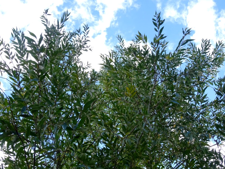 Saule blanc royal, Salix alba sericea, Salicacées, Arboret… 