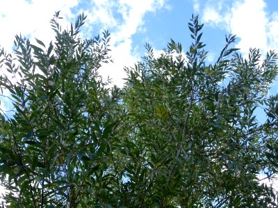 Saule blanc royal, Salix alba sericea, Salicacées, Arboret… 