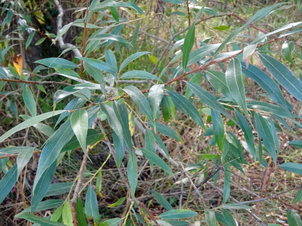 Saule blanc royal, Salix alba sericea, Salicacées, Arboret… 