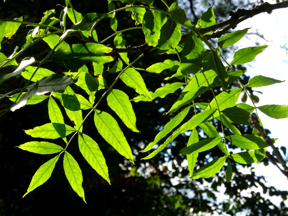 Frêne commun, Fraxinus excelsior, Oléacées, Arboretum de C… 