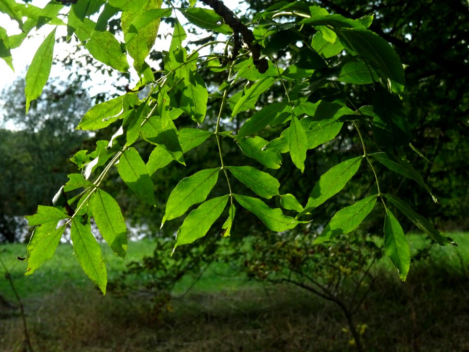 Frêne commun, Fraxinus excelsior, Oléacées, Arboretum de C… 