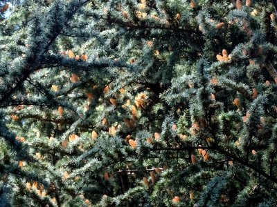 Cèdre de l'Atlas fastigié, Cedrus atlantica 'fastigiata', … 