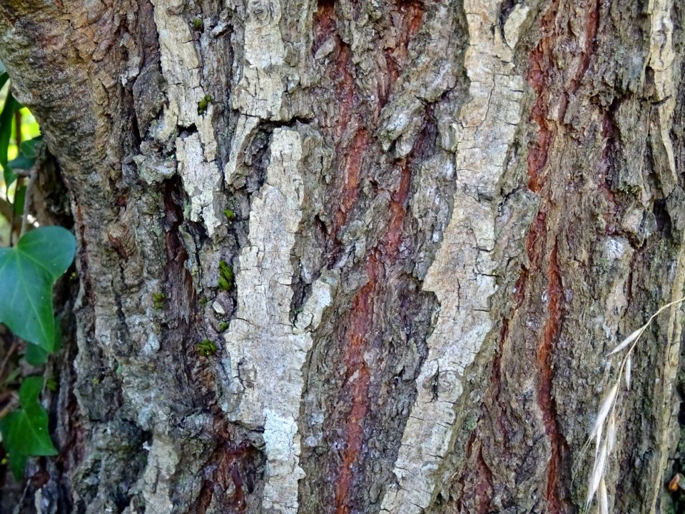 Ecorce du Saule blanc royal, Salix alba sericea, Salicacée… 