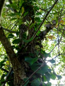 Tronc et branches du Saule blanc royal, Salix alba sericea… photo