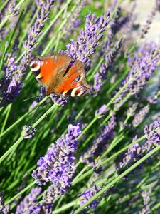 Lavender butterfly insect